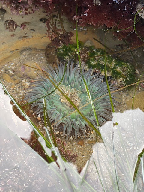 A round green disk with green pointed cylindrical tubes that radiate from the edges.