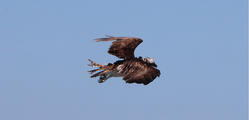 A large black bird flying against a blue sky