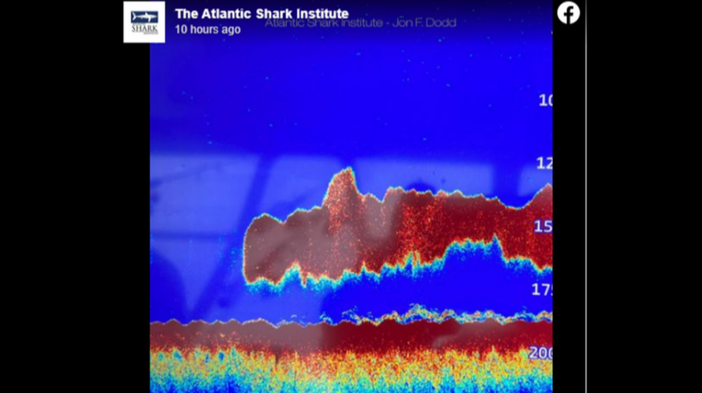Radar image of red shark against blue background