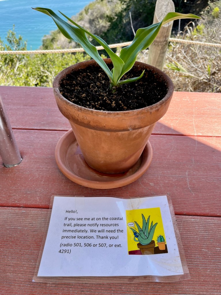 A plant in a clay pot sits on a table outside.