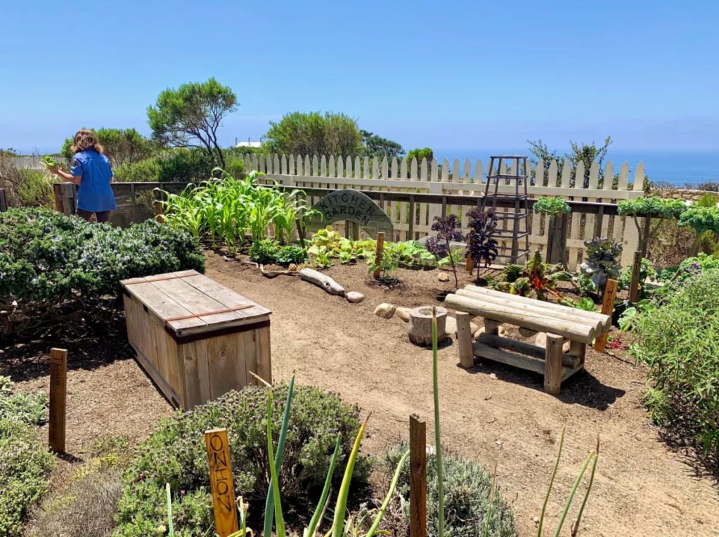 A vegetable garden with a wooden bench and a wooden box along a dirt path.