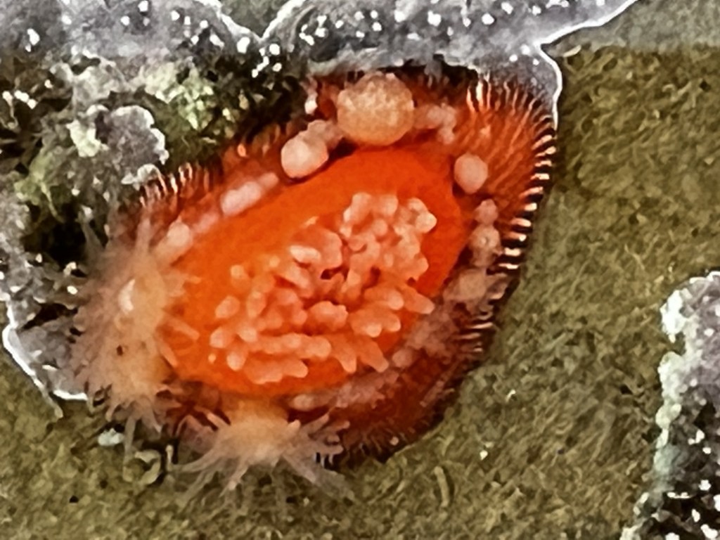 Circular orange disk with hairs and small spheres around the edges.