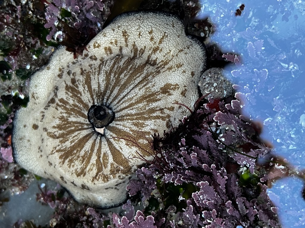 A gray tan oval shaped animal with a hole offset in the top.
