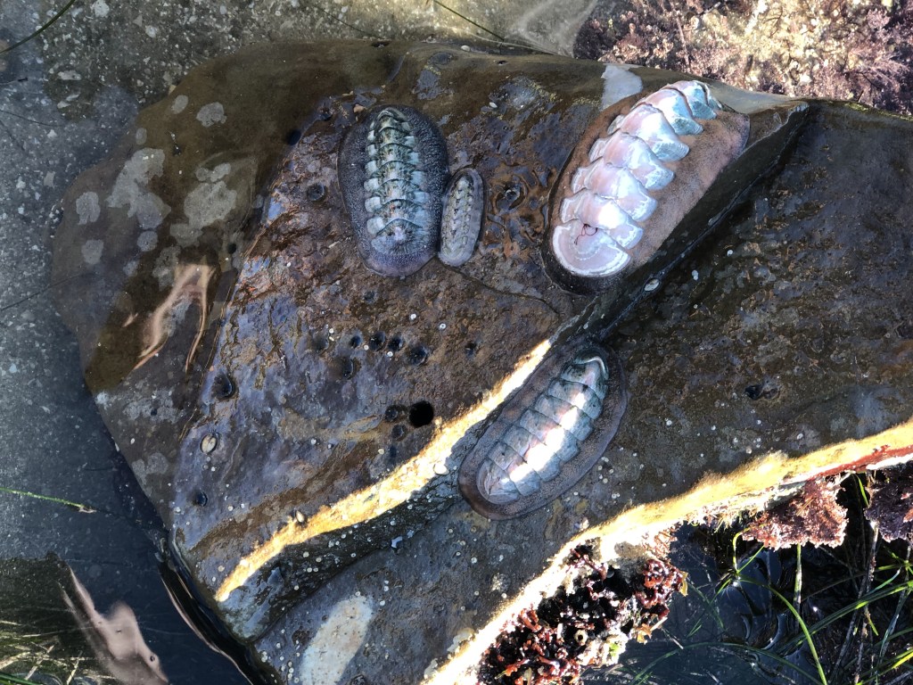 Flat cylinders made up of horizontal segments cover a rock.