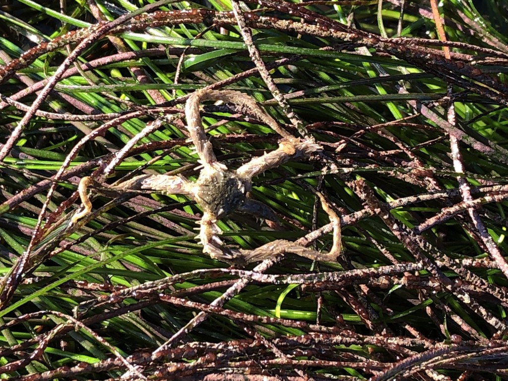 A small 5 pointed seastar with thin arms, on top of thin long blades of grass.
