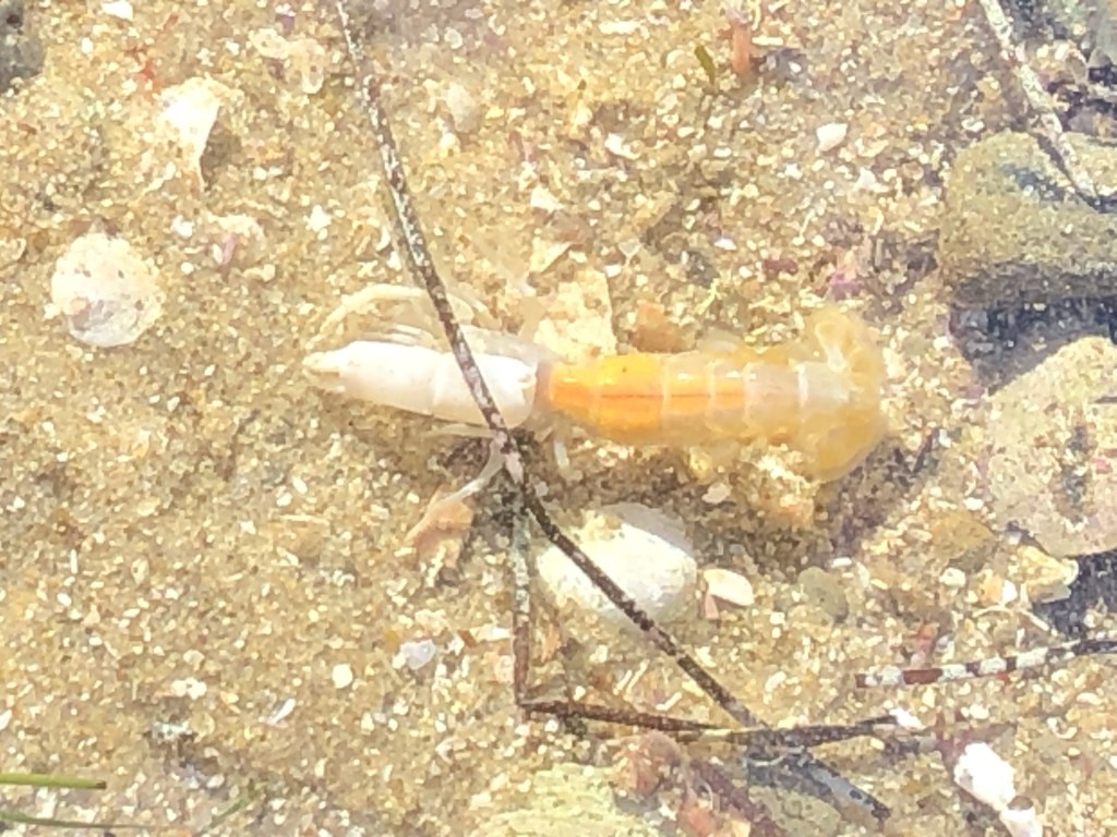 An cylindrical shaped animal with several segments making up the body, on a sandy bottom in the ocean.