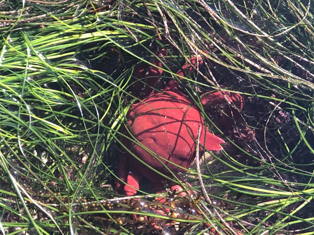 A red flat pentagon with legs extending radially from the center, lies on long thin blades of grass.