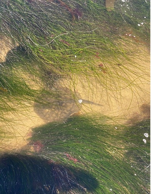 Round flat disk on a sandy ocean bottom. Long blades of grass surround the disk.