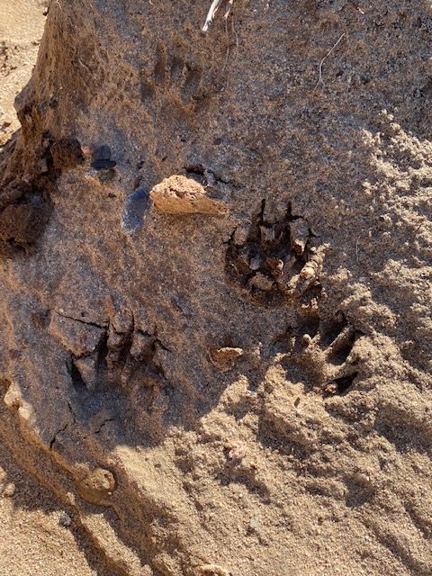 Animal footprints in sand