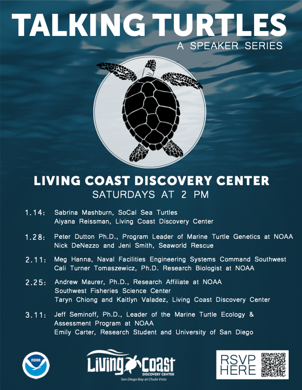 Drawing of a sea turtle promoting a Series of talks about them