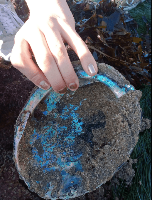 A hand holding a large oval shaped seashell.