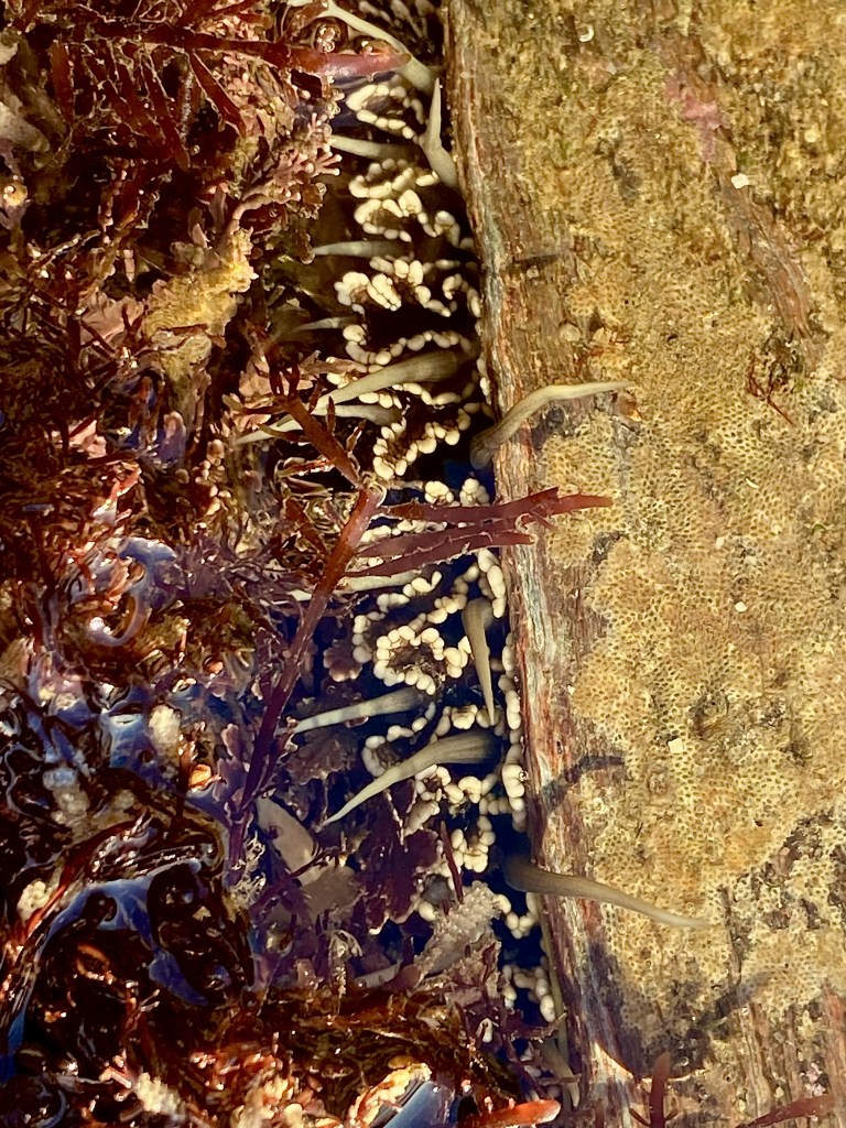 Pasta shaped fingers along the edge of a shell.