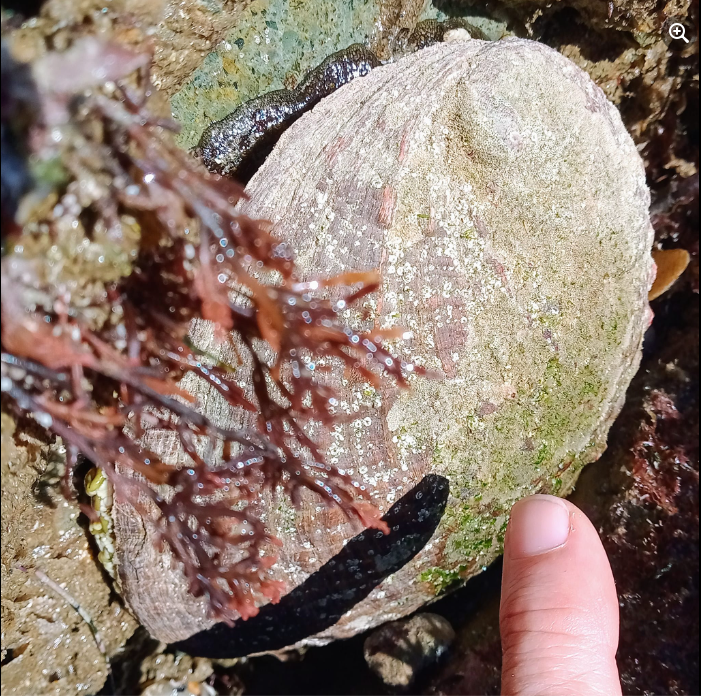 A large seashell stuck on the side of a rock.