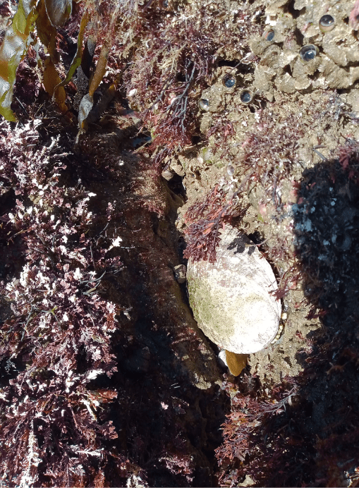 An oval seashell stuck to the side of a rock.