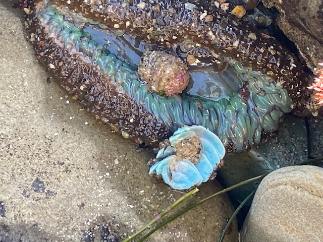 A taco shaped animal with long cylindrical shaped fingers radiating out from the center.