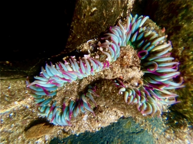 An hour glass shaped animal with long cylindrical finges radiating out from the center.