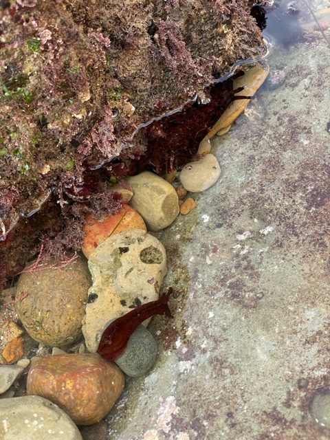 A snail without a hard shell and two rabbit ears among some rocks.