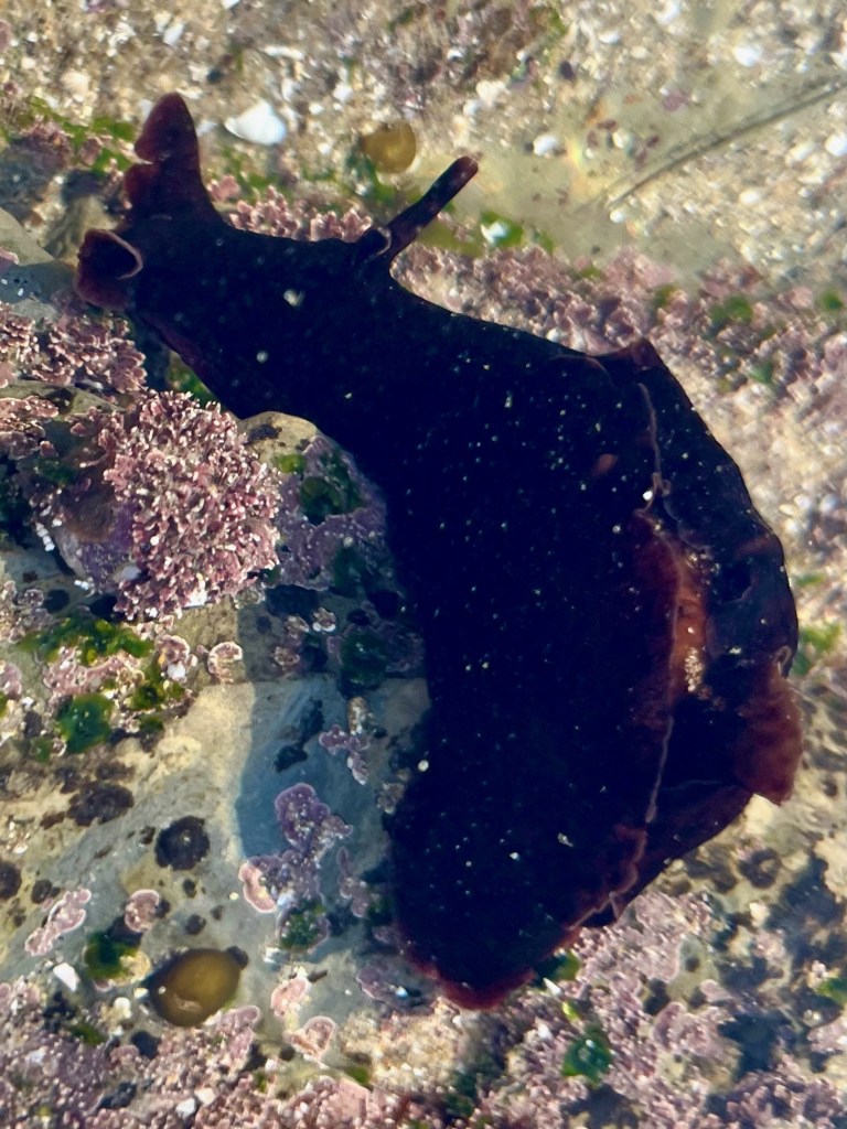 A blob of jelly among the sand.