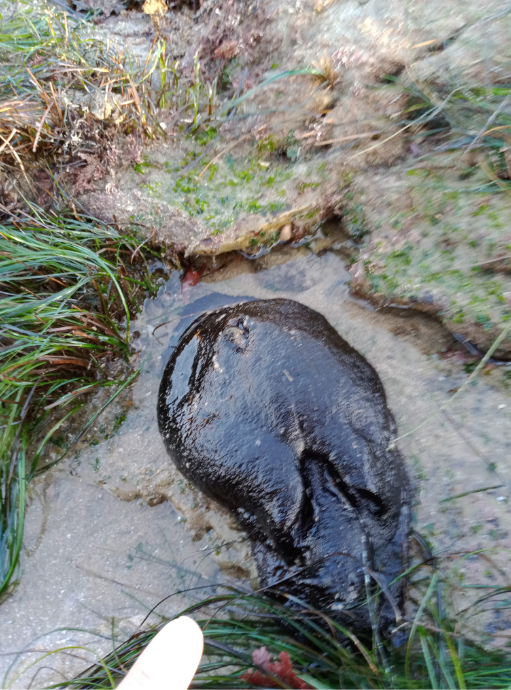 A blob of jelly among long blades of grass.