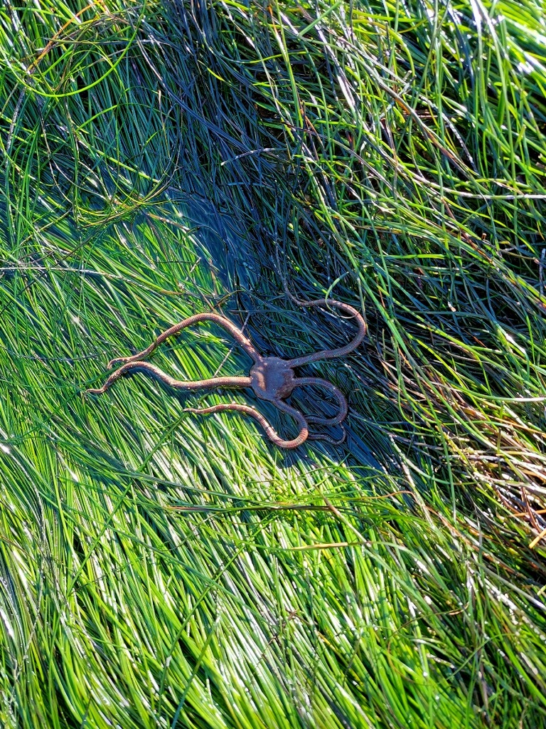 A star with thin spiny arms on the long thin blades of grass.