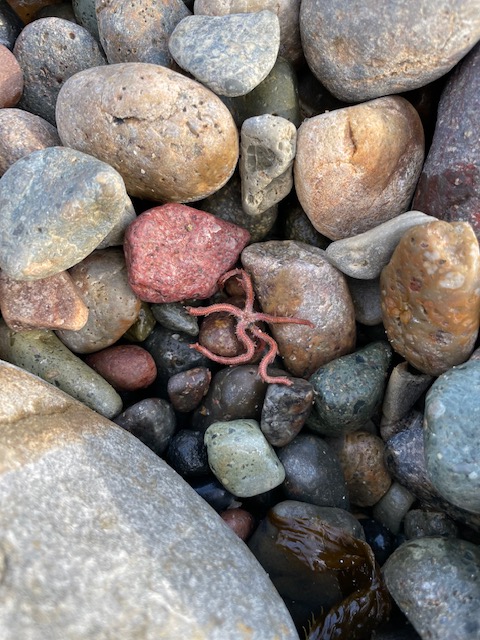 A star with thin spiny arms on the ocean bottom.