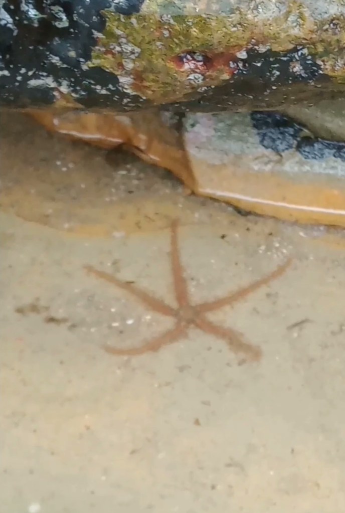 A sea star with long thin arms.