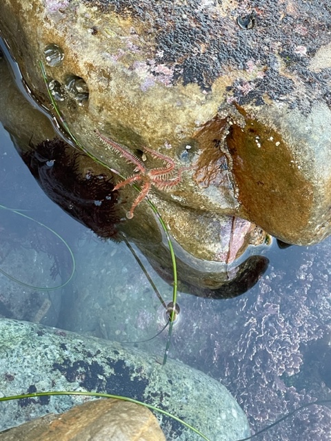 A star with thin spiny arms on the ocean bottom.
