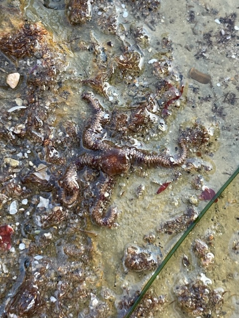 A star with thin spiny arms on the ocean bottom.