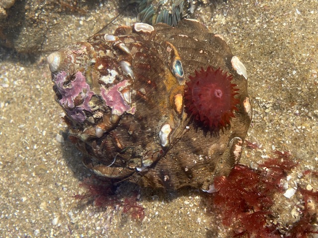 A finger sized circle with cylindrical fingers radiating out from the center.