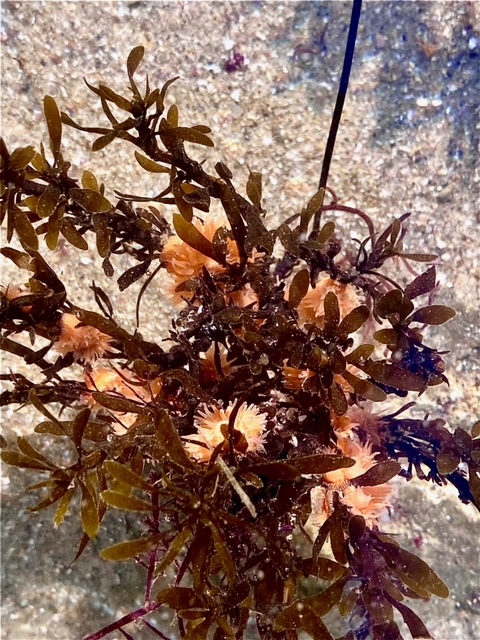 Finger sized circles with cylindrical fingers radiating out from the center, hang on long thick blades of grass.
