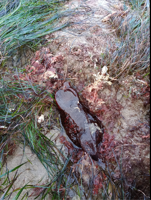A blob of jelly among long blades of grass.