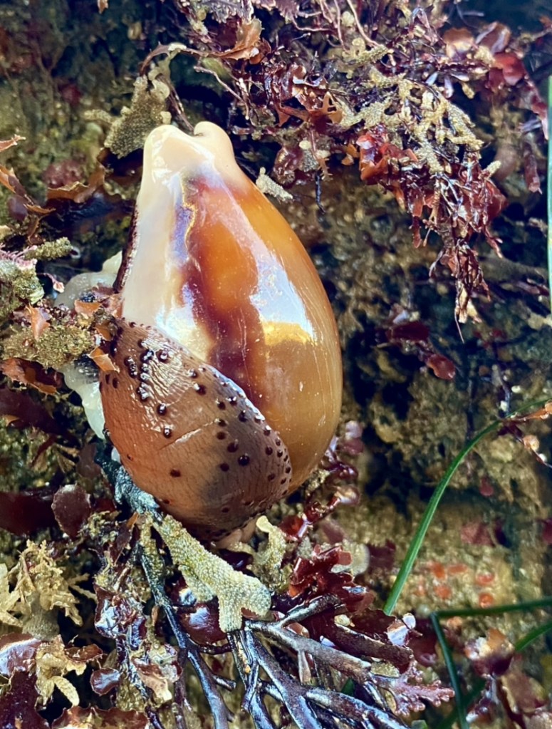 A snail with a plump oval shaped shell among some red and brown blades of grass.