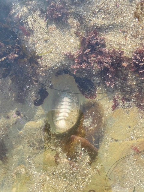 An oval shaped snail with a shell made up of eight horizontal segmentis stuck on a rock