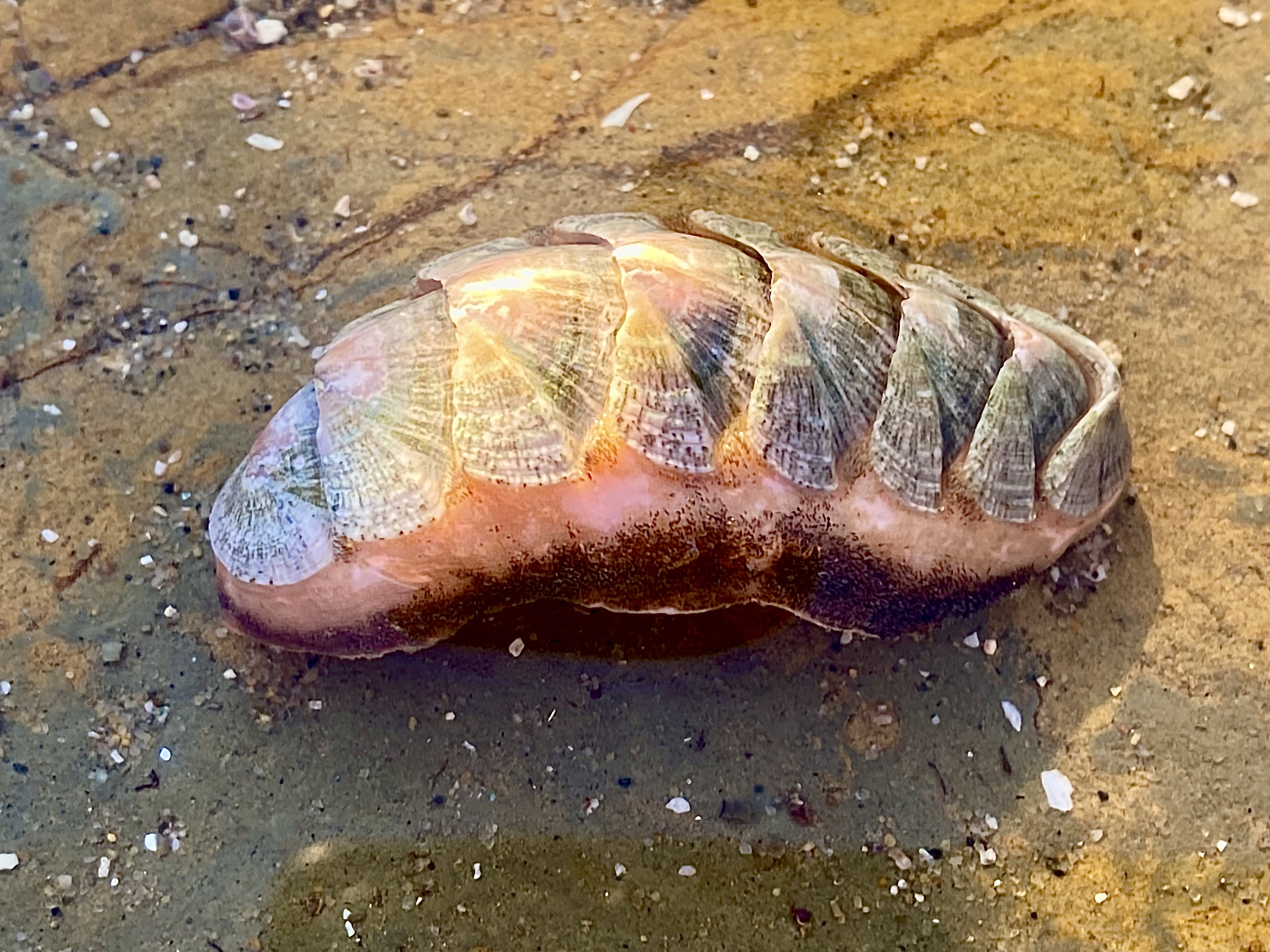 A snail with a flat oval shaped shell made up of eight horizontal segments.