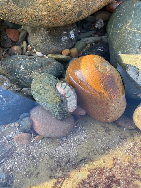 An oval shaped snail with a shell made up of eight horizontal segmentis stuck on a rock