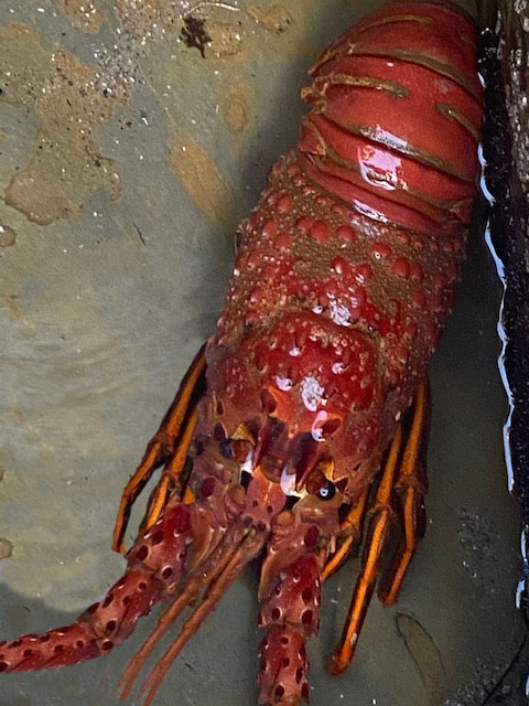 An animal with an elongated cylindrical body. Thin legs and two long antenn are seen.