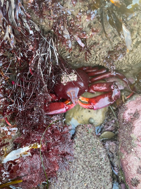 A red crab is on a rock next to red grass like plants.