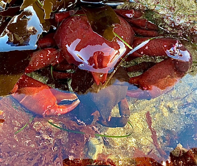 A red crab is on a rock next to red grass like plants.