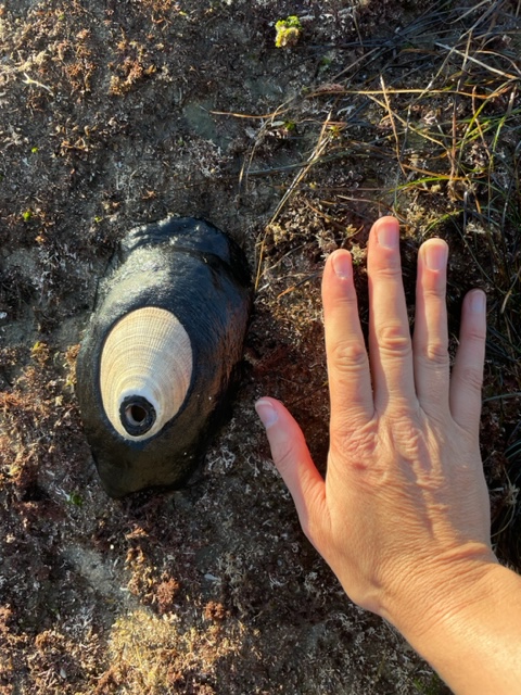 A soft flat oval shaped disk with a smaller hard shell in the middle. A hole is at the back of the hard shell. A hand is next to the shell to indicate size.