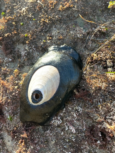 A soft flat oval shaped disk with a smaller hard shell in the middle. A hole is at the back of the hard shell.
