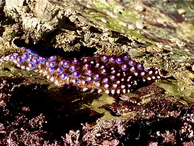 An elongated blob with small bumps stuck to the underside of a rock.