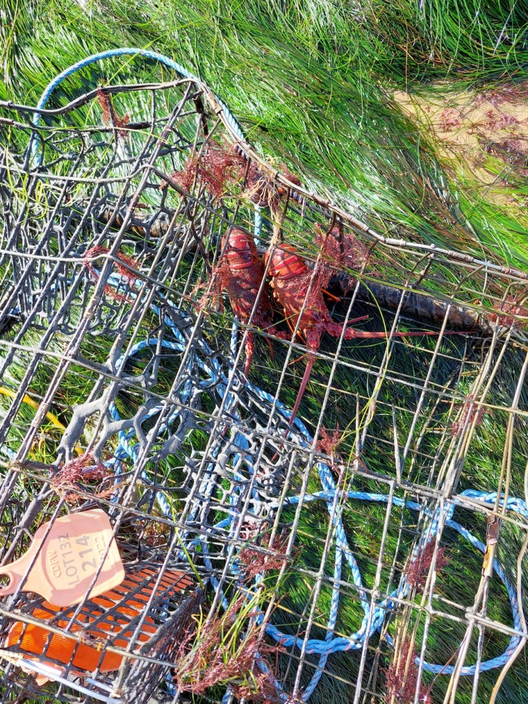 Several cylindrical animals stuck inside a cage among long thin blades of grass.