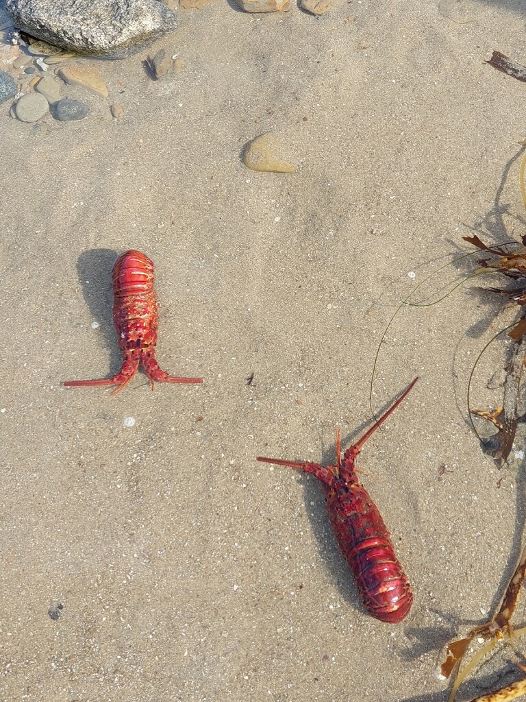 Two cylindrical hard shells with two antenna.