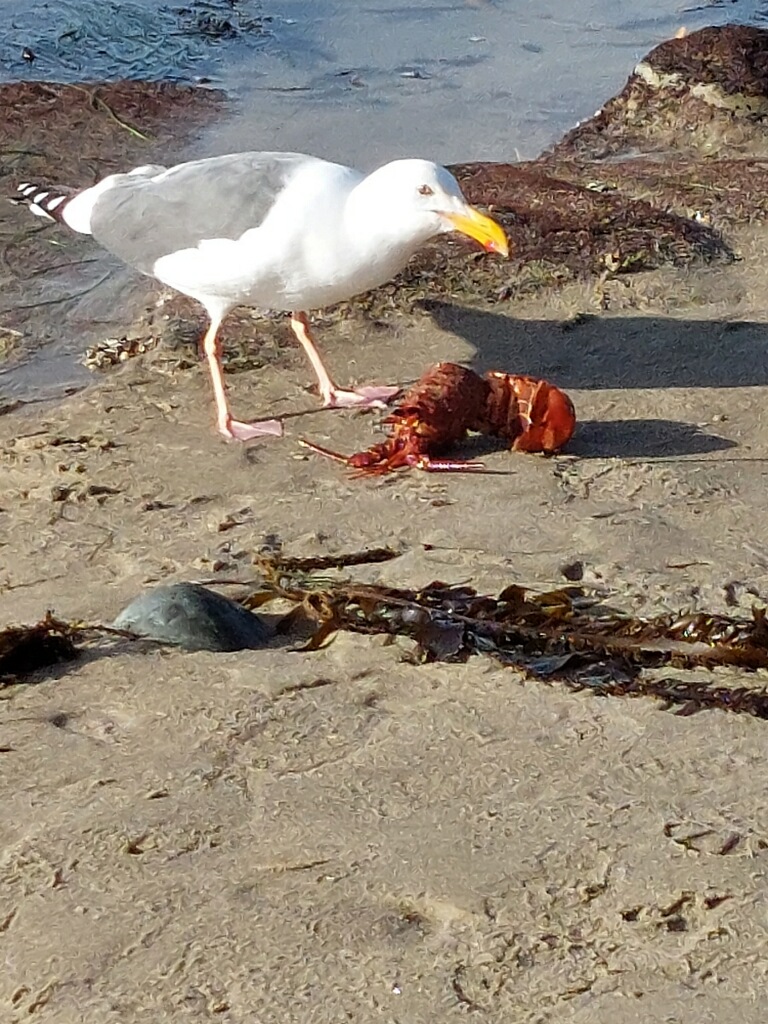 A bird standing over a small lobster