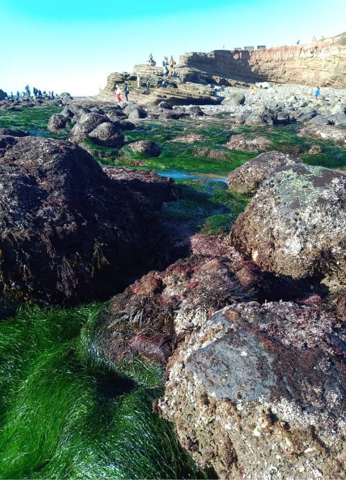 Long thin blades of grass in between large boulders.