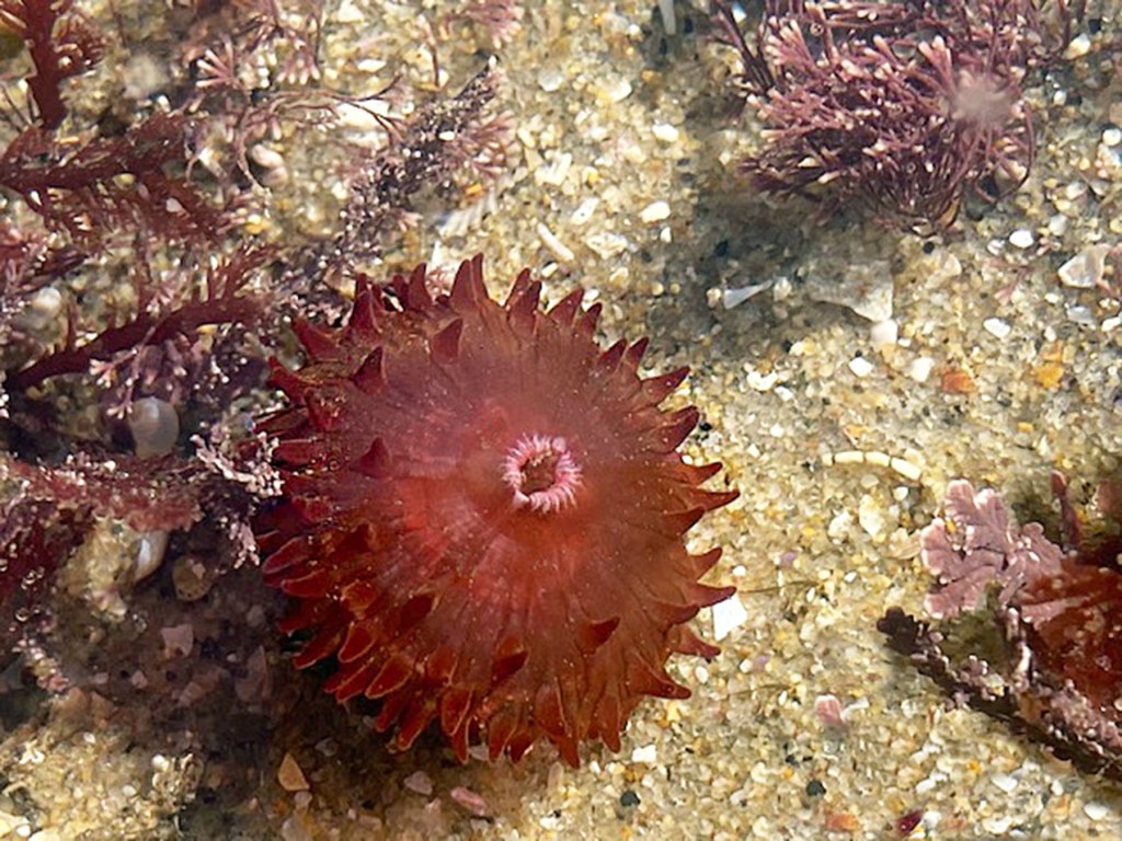 A finger sized circle with cylindrical fingers radiating out from the center.