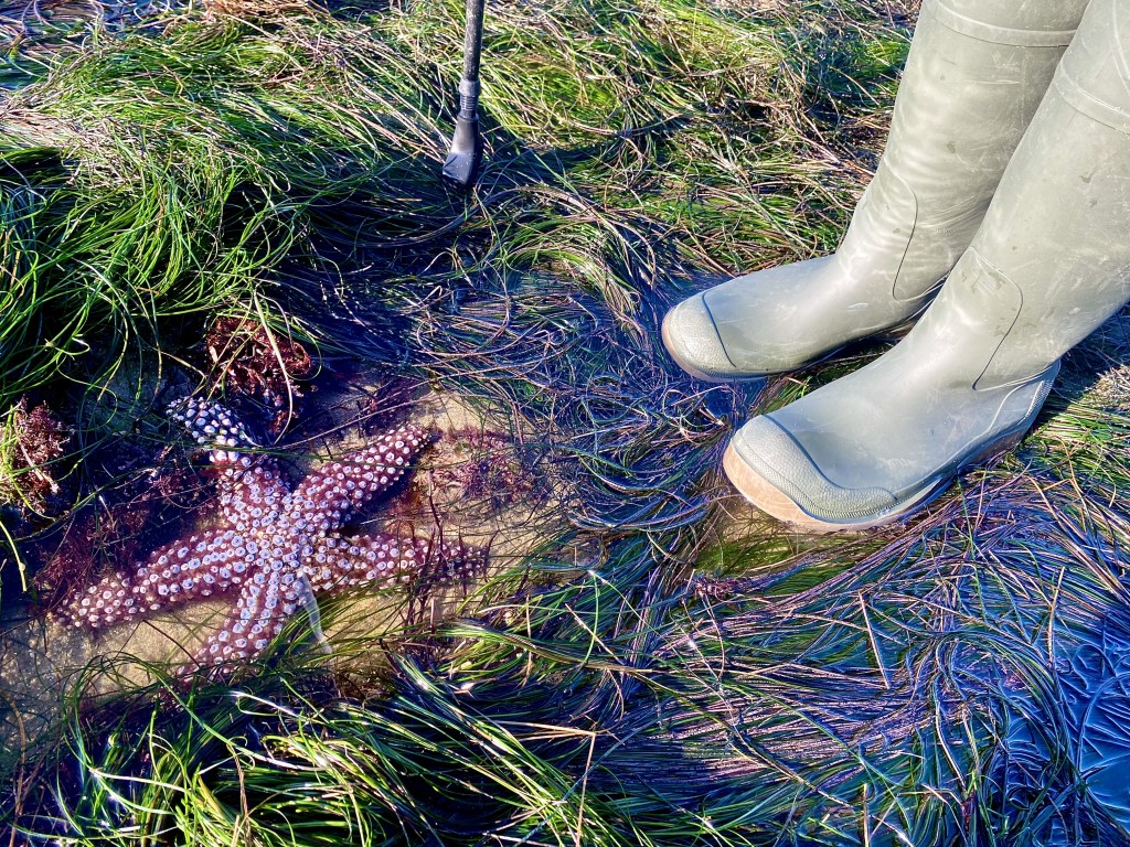 A sea star the size of a foot, with five arms. White bumps cover the star.