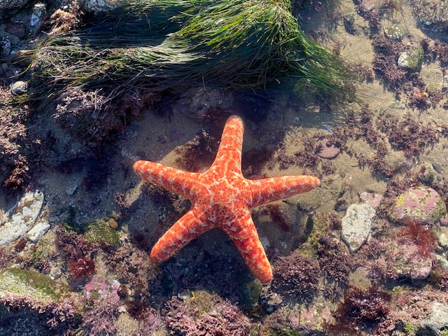 A sea star pillow on a rocky shoreline.