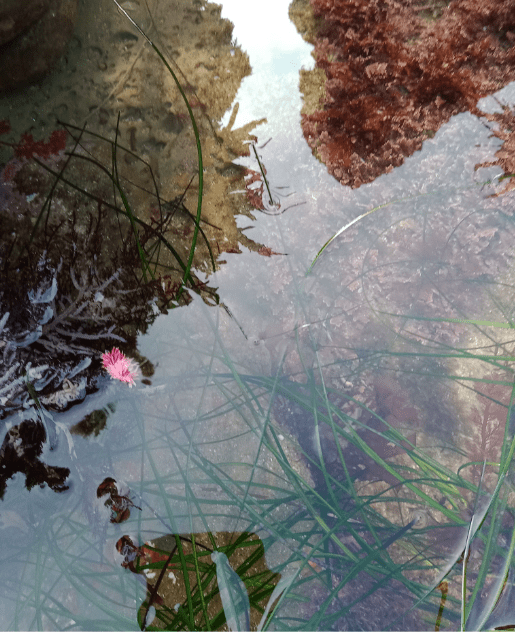 Finger nail sized pink snail with cylindrical arms radiating out from the center.