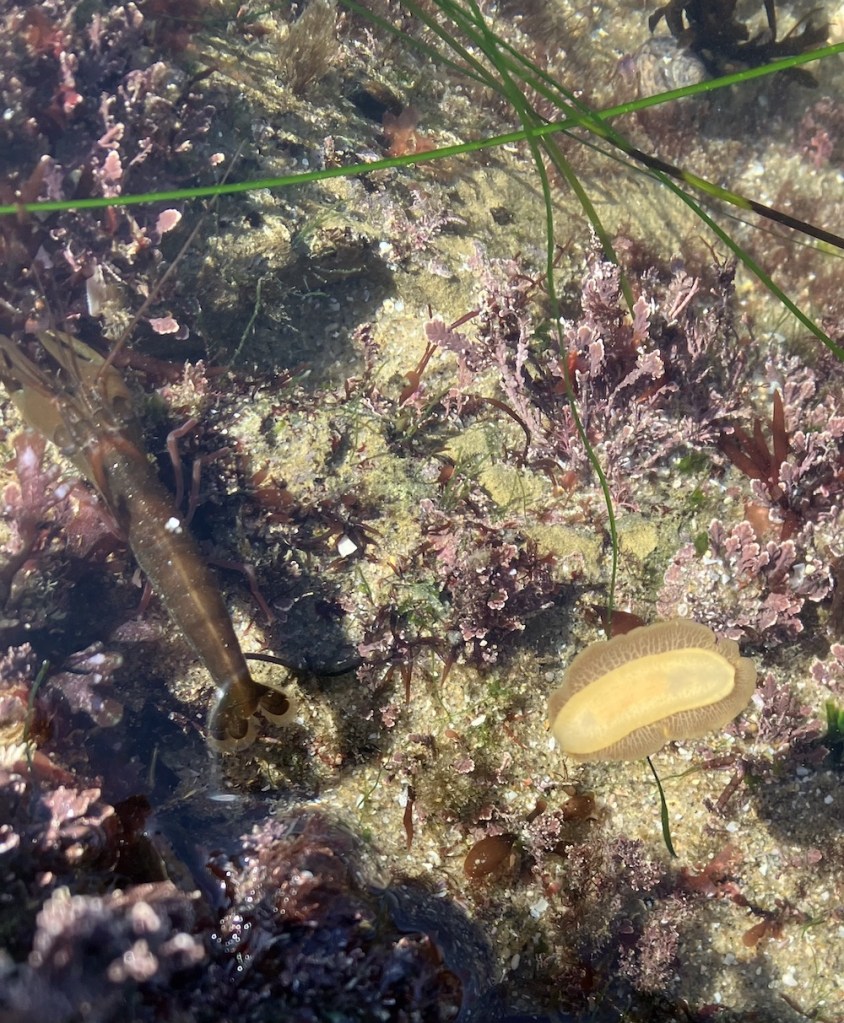 An elongated cylinder and a flat cylinder with wings all around the cylinder.